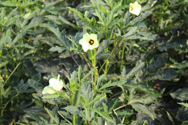 Hasat için yeşil kadın parmağı sıkılaştırılmış.