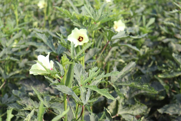 Hasat için yeşil kadın parmağı sıkılaştırılmış.