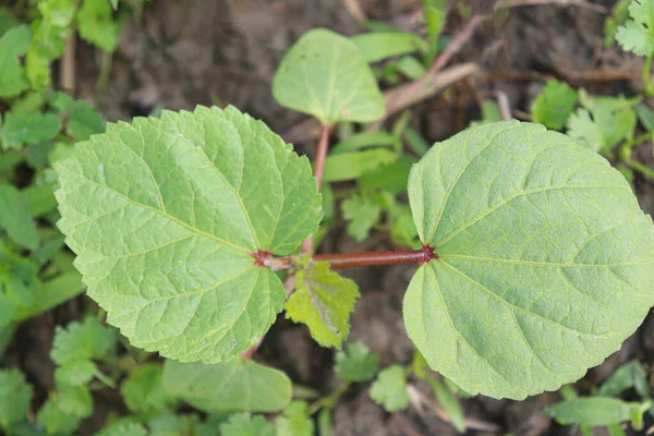 Green Colored Lady Finger Firm Harvest — ストック写真