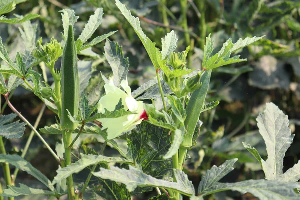 Hasat için ağaçtaki yeşil kadın parmağı