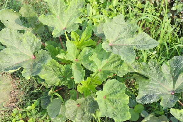 Green Colored Lady Finger Firm Harvest — Stok fotoğraf