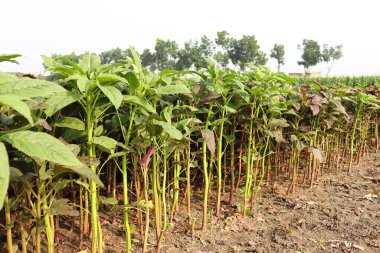 yeşil renkli ıspanak çiftliği hasat ve yemek için