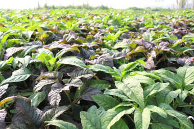 yeşil renkli ıspanak çiftliği hasat ve yemek için