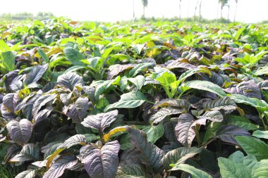 yeşil renkli ıspanak çiftliği hasat ve yemek için