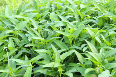 green color water amaranth farm for harvest and sell