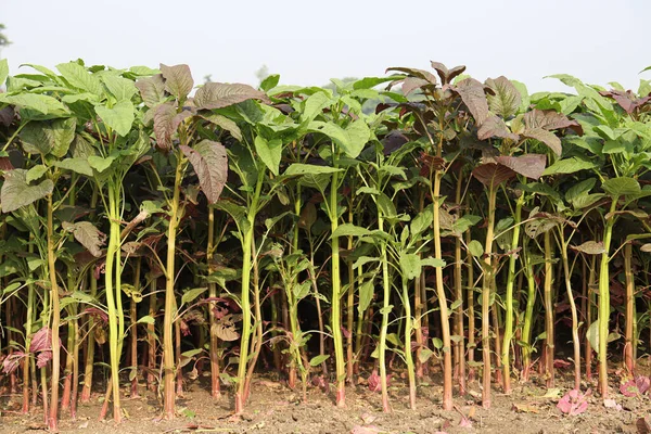 Fazenda Espinafre Cor Verde Para Colheita Comer — Fotografia de Stock