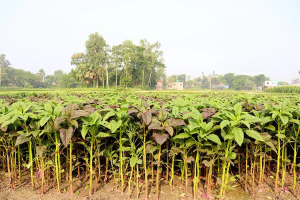 Fazenda Espinafre Cor Verde Para Colheita Comer — Fotografia de Stock