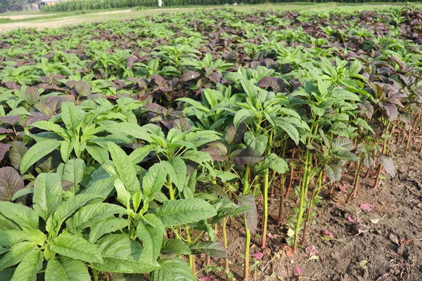 Fazenda Espinafre Cor Verde Para Colheita Comer — Fotografia de Stock