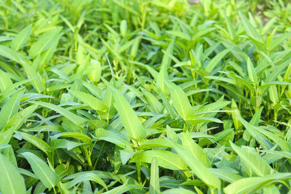 yeşil renkli su amaranth çiftliği hasat ve satış için