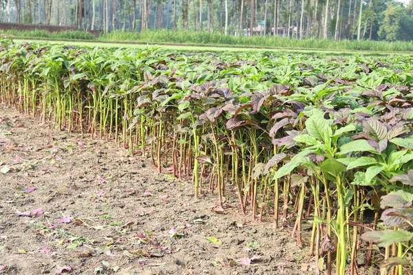 Granja Espinacas Color Verde Para Cosecha Comer — Foto de Stock