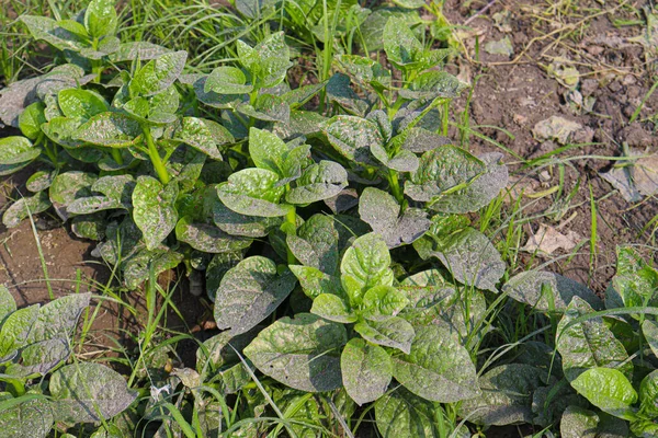 Green Color Malabar Spinach Farm Harvest Sell — Stok fotoğraf