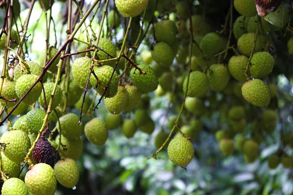 Tasty Healthy Litchi Bunch Farm Harvest Sell — 图库照片