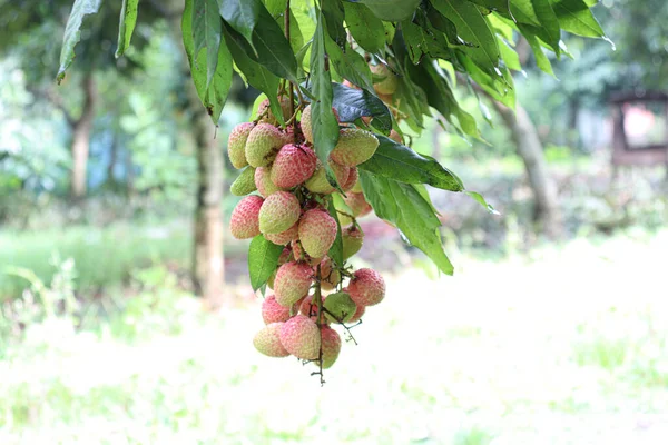 Tasty Healthy Litchi Bunch Farm Harvest Sell — Zdjęcie stockowe