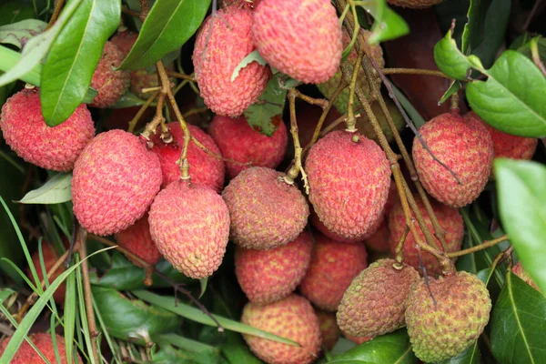 Tasty Healthy Litchi Bunch Farm Harvest Sell — Zdjęcie stockowe