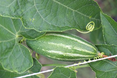 # Çiftlikte hasat için ağaçta yeşil benekli kabak #