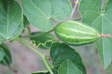 # Çiftlikte hasat için ağaçta yeşil benekli kabak #