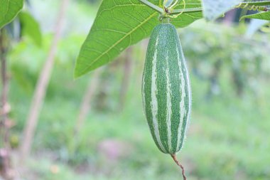 # Çiftlikte hasat için ağaçta yeşil benekli kabak #