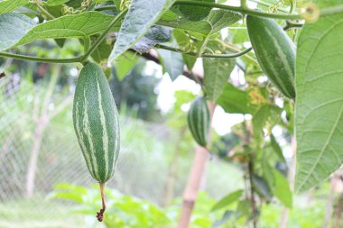 # Çiftlikte hasat için ağaçta yeşil benekli kabak #