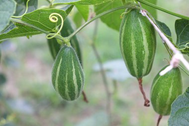 # Çiftlikte hasat için ağaçta yeşil benekli kabak #