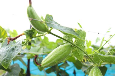 # Çiftlikte hasat için ağaçta yeşil benekli kabak #