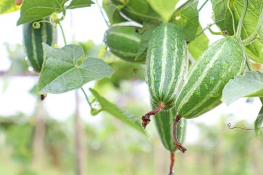 # Çiftlikte hasat için ağaçta yeşil benekli kabak #