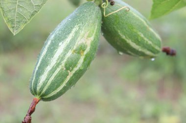 # Çiftlikte hasat için ağaçta yeşil benekli kabak #