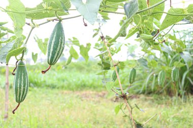 # Çiftlikte hasat için ağaçta yeşil benekli kabak #