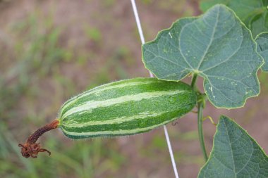 # Çiftlikte hasat için ağaçta yeşil benekli kabak #