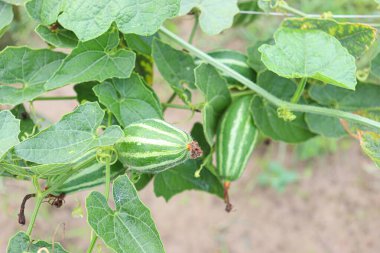 # Çiftlikte hasat için ağaçta yeşil benekli kabak #