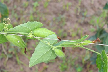 # Çiftlikte hasat için ağaçta yeşil benekli kabak #