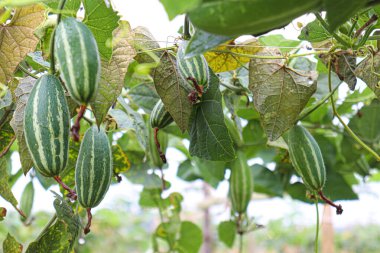 # Çiftlikte hasat için ağaçta yeşil benekli kabak #