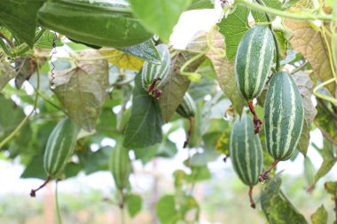 # Çiftlikte hasat için ağaçta yeşil benekli kabak #