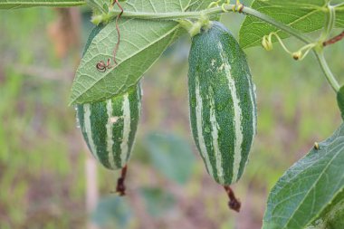 # Çiftlikte hasat için ağaçta yeşil benekli kabak #