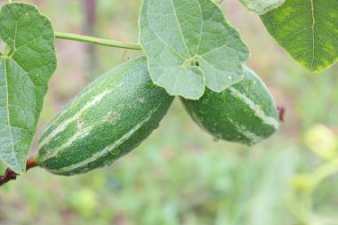 # Çiftlikte hasat için ağaçta yeşil benekli kabak #