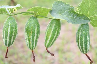 # Çiftlikte hasat için ağaçta yeşil benekli kabak #