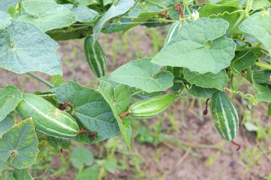 # Çiftlikte hasat için ağaçta yeşil benekli kabak #