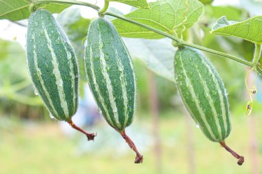 # Çiftlikte hasat için ağaçta yeşil benekli kabak #