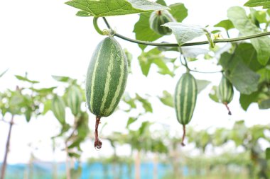 # Çiftlikte hasat için ağaçta yeşil benekli kabak #