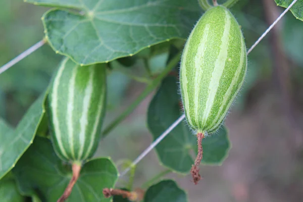 Zucca Appuntita Colore Verde Albero Azienda Agricola Raccolto — Foto Stock