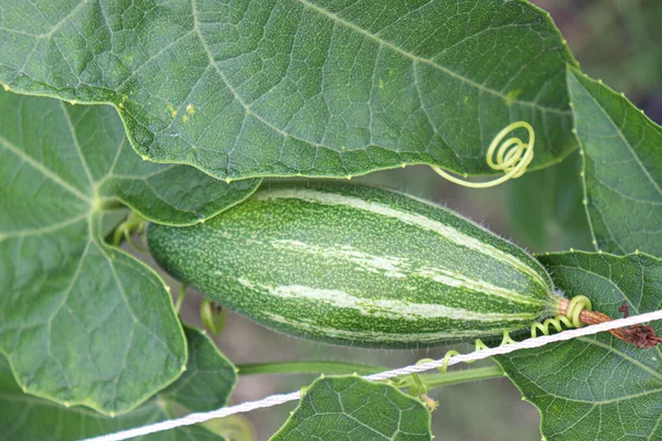 # Çiftlikte hasat için ağaçta yeşil benekli kabak #