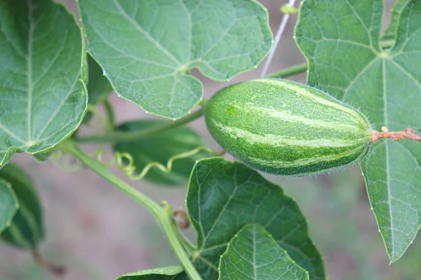 # Çiftlikte hasat için ağaçta yeşil benekli kabak #