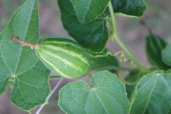 Cabaça Apontada Cor Verde Árvore Fazenda Para Colheita — Fotografia de Stock