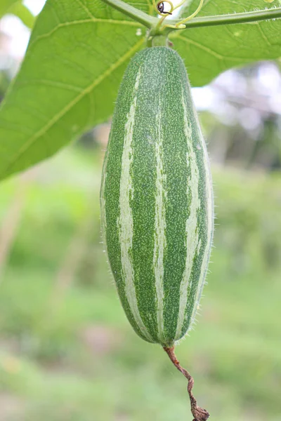 Cabaça Apontada Cor Verde Árvore Fazenda Para Colheita — Fotografia de Stock