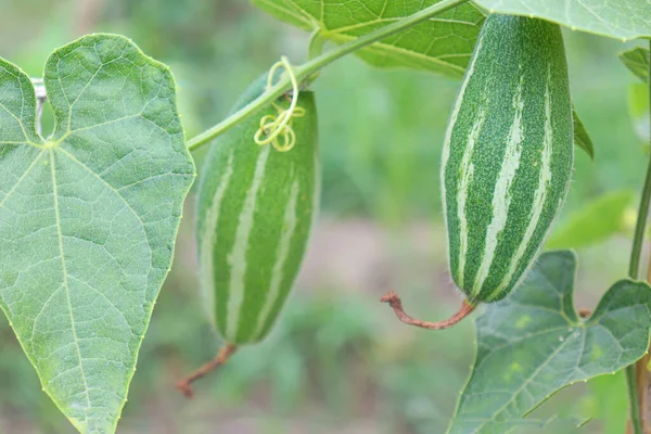 # Çiftlikte hasat için ağaçta yeşil benekli kabak #