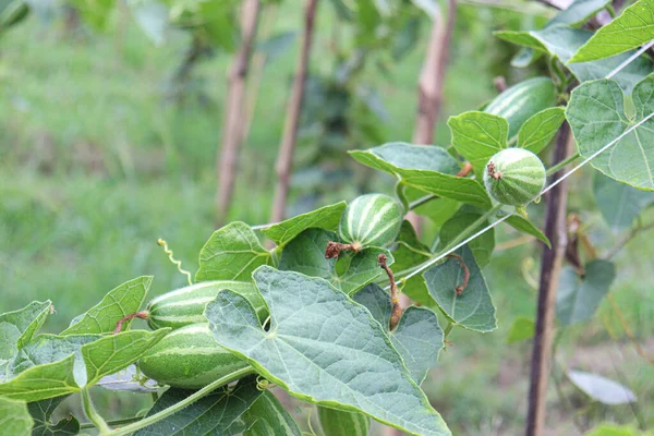 Cabaça Apontada Cor Verde Árvore Fazenda Para Colheita — Fotografia de Stock