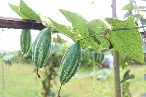 # Çiftlikte hasat için ağaçta yeşil benekli kabak #