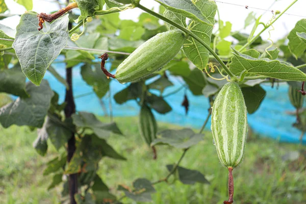 # Çiftlikte hasat için ağaçta yeşil benekli kabak #