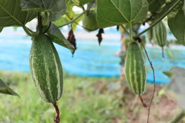 green colored pointed gourd on tree in farm for harvest