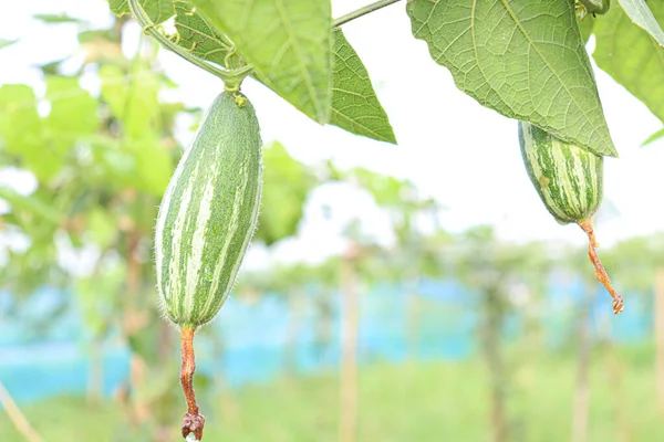 # Çiftlikte hasat için ağaçta yeşil benekli kabak #
