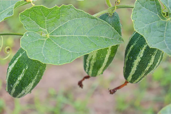 Cabaça Apontada Cor Verde Árvore Fazenda Para Colheita — Fotografia de Stock